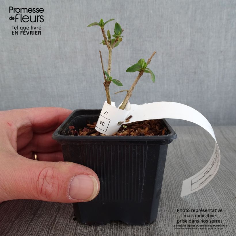 Abelia chinensis White Surprise 8/9 cm pot sample as delivered in winter