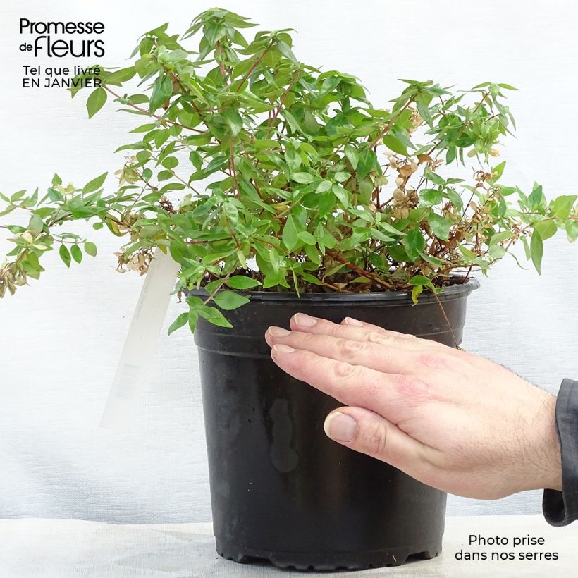 Abelia grandiflora Caramel Charm 3L/4L pot sample as delivered in winter