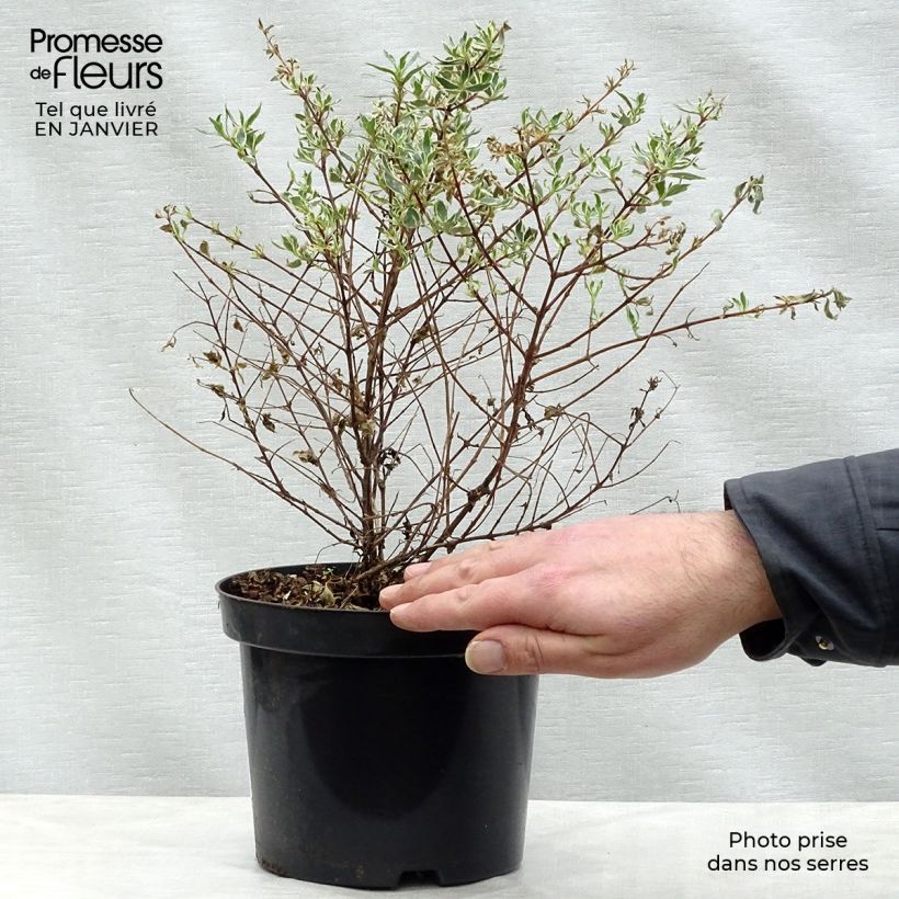 Abelia x grandiflora Confetti 1.5L/2L pot sample as delivered in winter