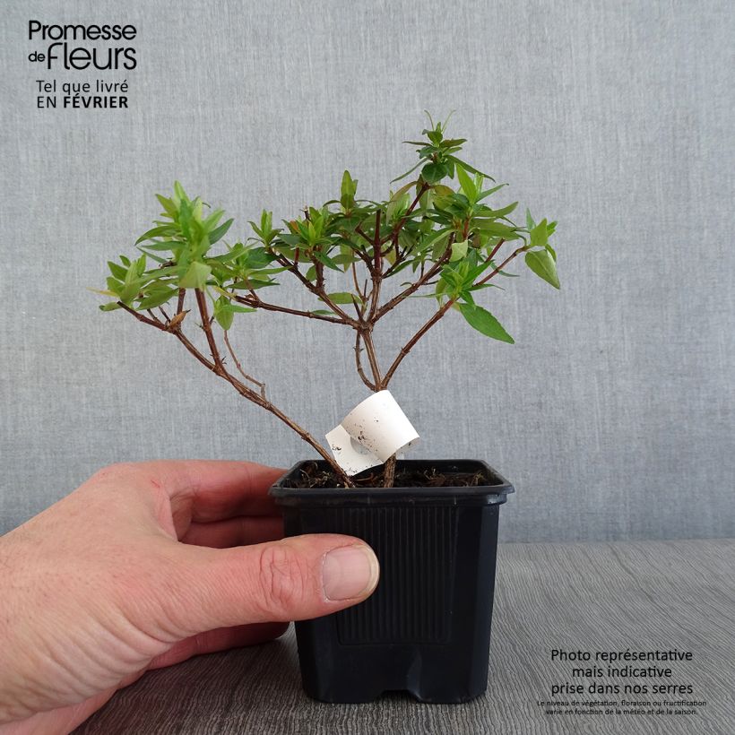 Abelia grandiflora Pisto 8/9 cm pot sample as delivered in winter