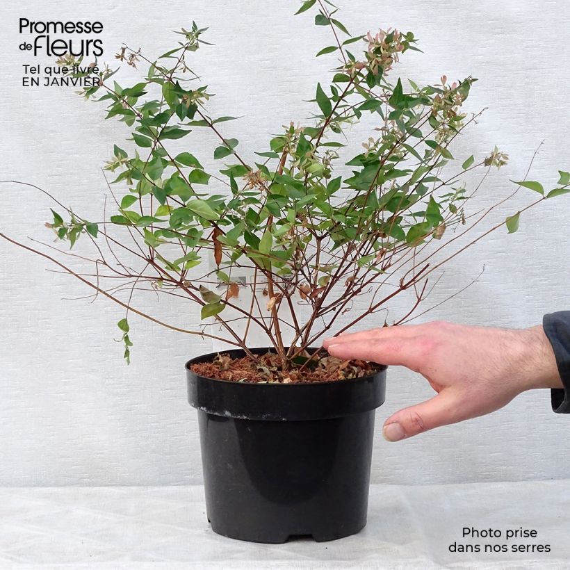 Abelia grandiflora - Abelia with large flowers 2L/3L pot sample as delivered in winter