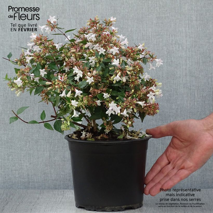 Abelia grandiflora - Abelia with large flowers 2L/3L pot sample as delivered in autumn