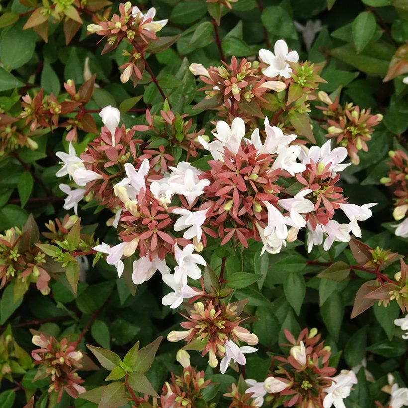 Abelia grandiflora Prostrata (Flowering)