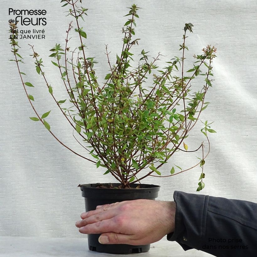 Abelia grandiflora Prostrata 2L/3L pot sample as delivered in winter