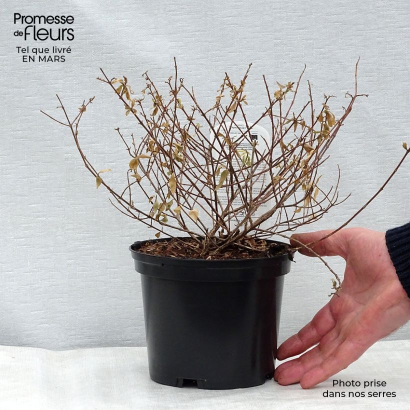 Abelia grandiflora Radiance 4L/5L pot sample as delivered in spring