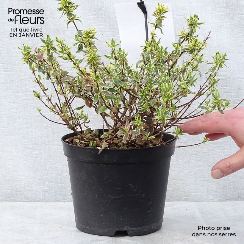 Abelia grandiflora Sparkling Silver 2L/3L pot sample as delivered in winter
