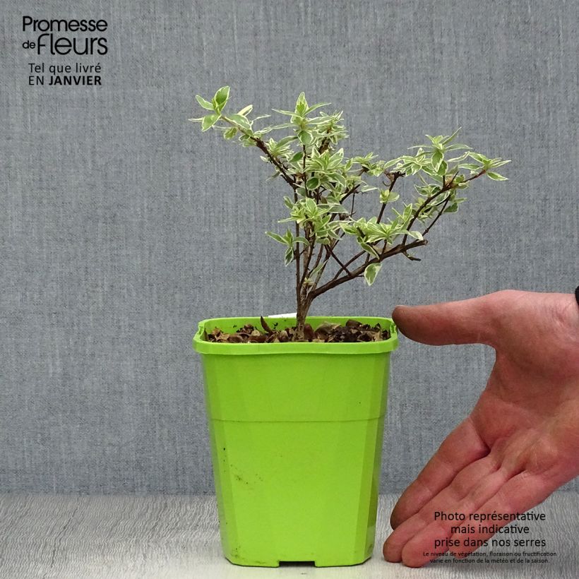 Abelia (x) grandiflora Steredenn 'Levabes' 1L/1.5L pot sample as delivered in winter