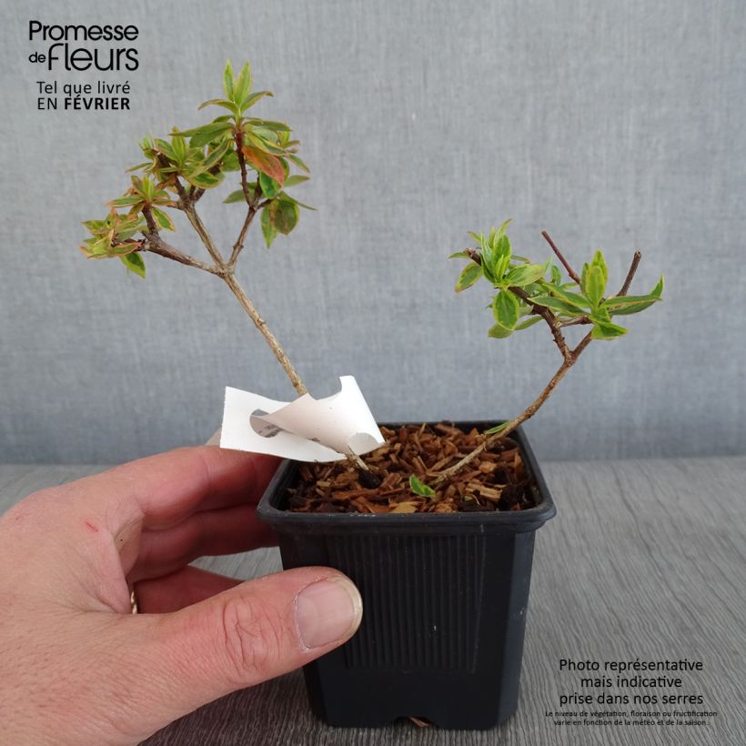 Abelia x grandiflora Sunshine Daydream 'Abelops' 8/9 cm pot sample as delivered in winter