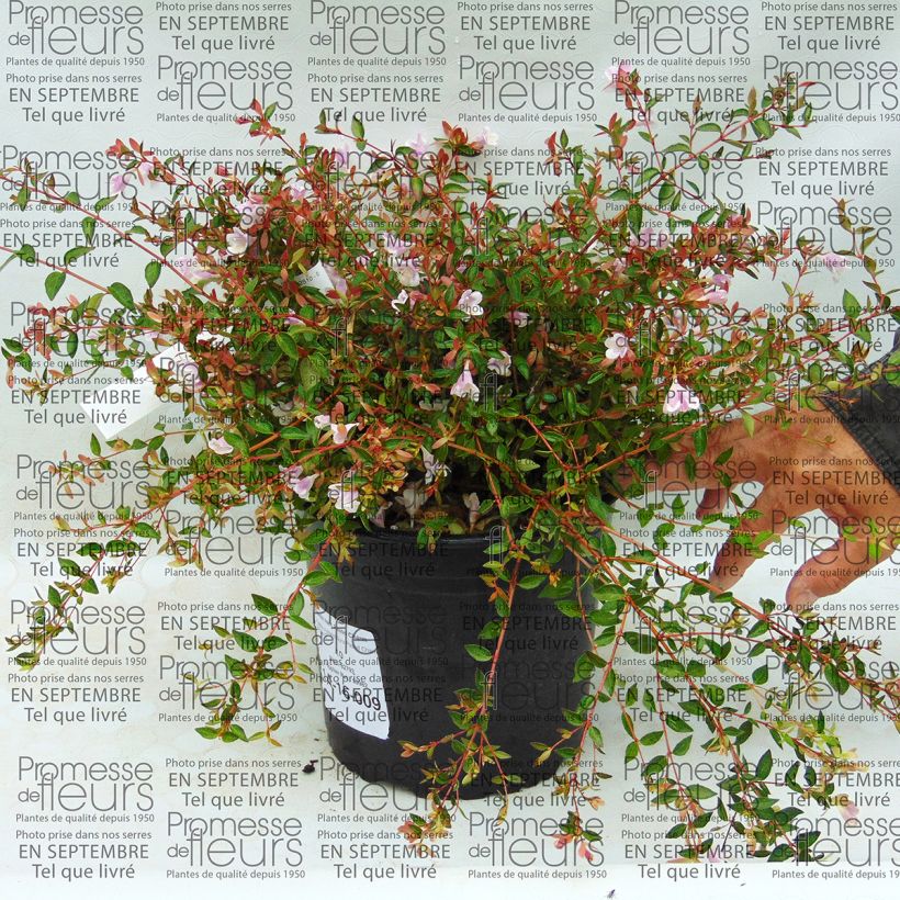 Example of Abelia grandiflora Pastel Charm 4L/5L pot specimen as delivered