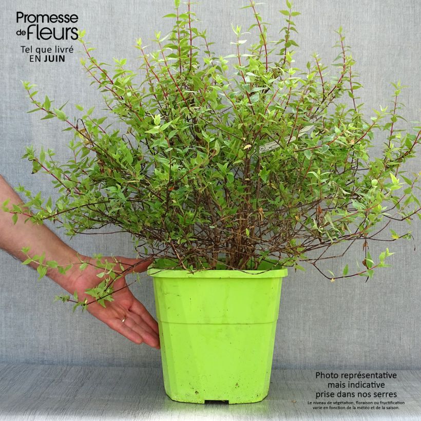 Abelia grandiflora Happy Daydream 3L/4L pot sample as delivered in summer