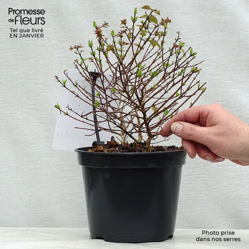 Abelia zanderi Little Richard 2L/3L pot sample as delivered in winter