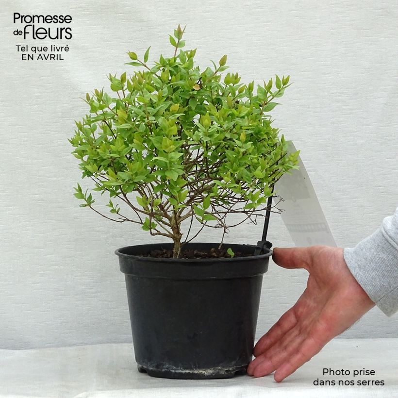 Abelia zanderi Little Richard 2L/3L pot sample as delivered in spring
