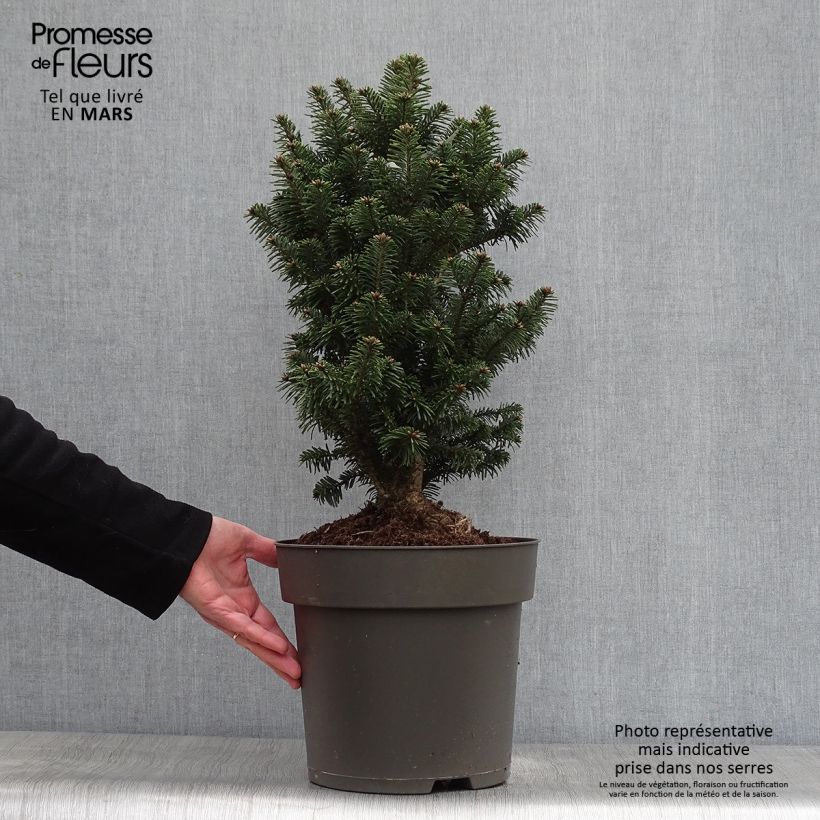 Abies alba Pyramidalis - Dwarf White Fir 7.5L/10L pot sample as delivered in spring