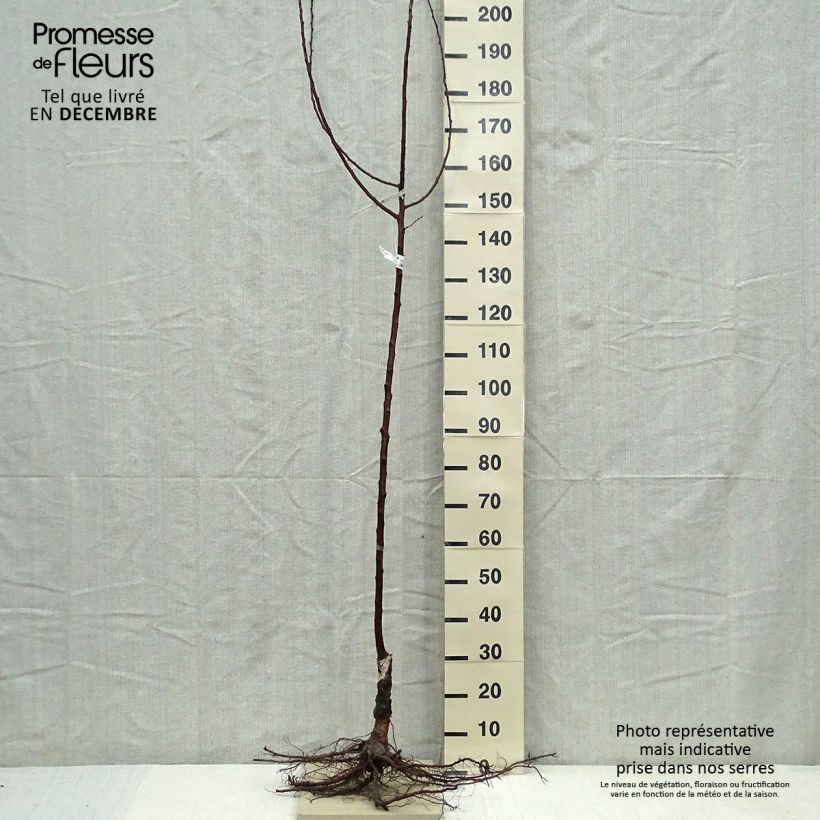 Prunus armeniaca Doucoeur - Apricot Tree Bare root, Half standard sample as delivered in winter