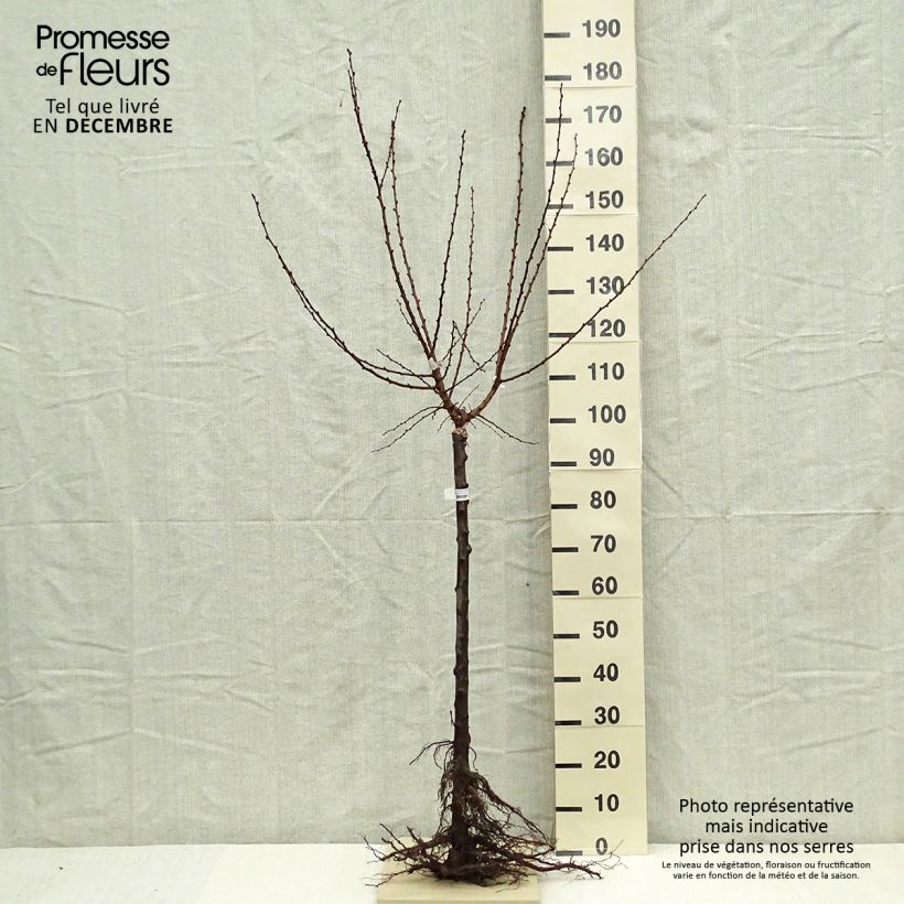 Prunus armeniaca Doucoeur - Apricot Tree Bare root, Goblet sample as delivered in winter