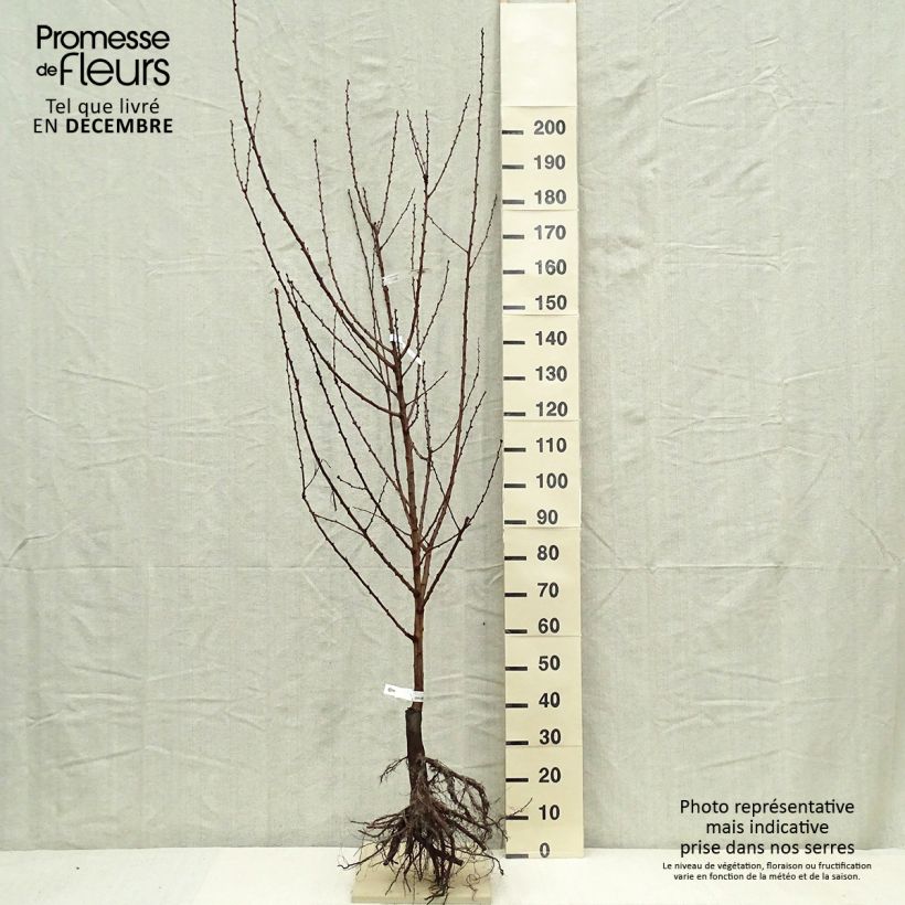 Prunus armeniaca Doucoeur - Apricot Tree Bare root, Scion sample as delivered in winter