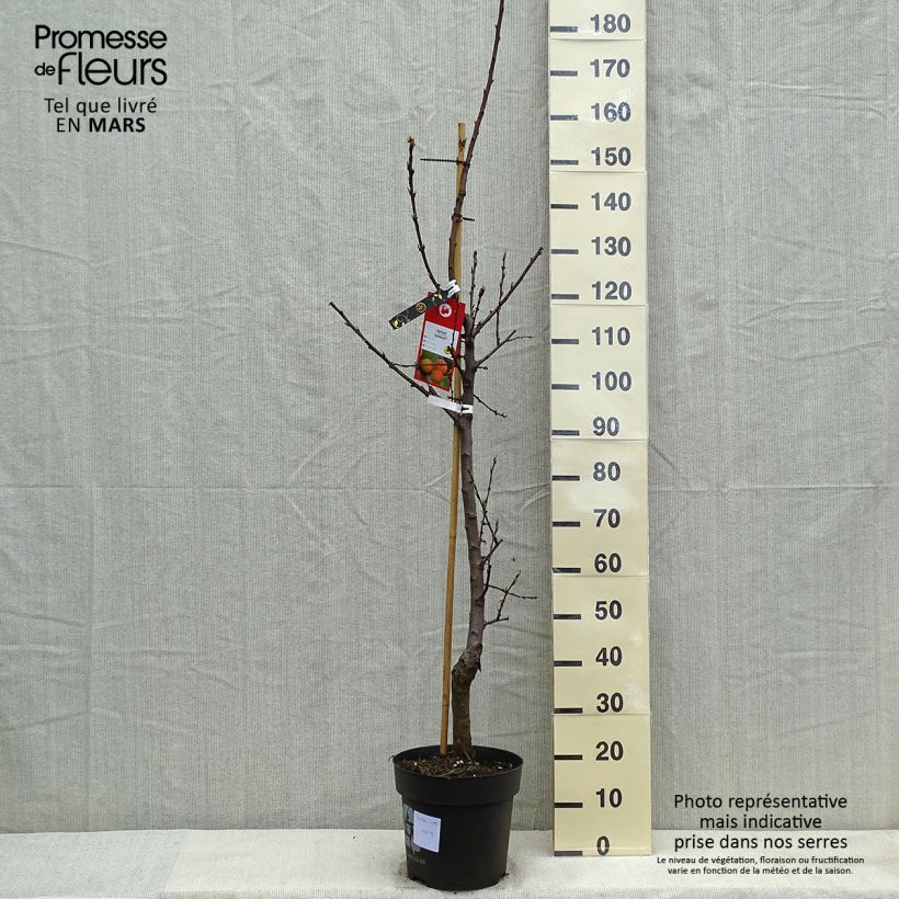 Prunus armeniaca Goldrich - Apricot Tree 7.5L/10L pot, Goblet sample as delivered in spring
