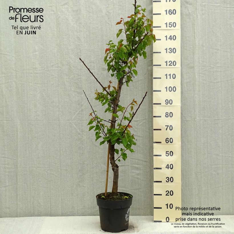 Prunus armeniaca Hargrand - Apricot Tree 7.5L/10L pot, Goblet sample as delivered in spring