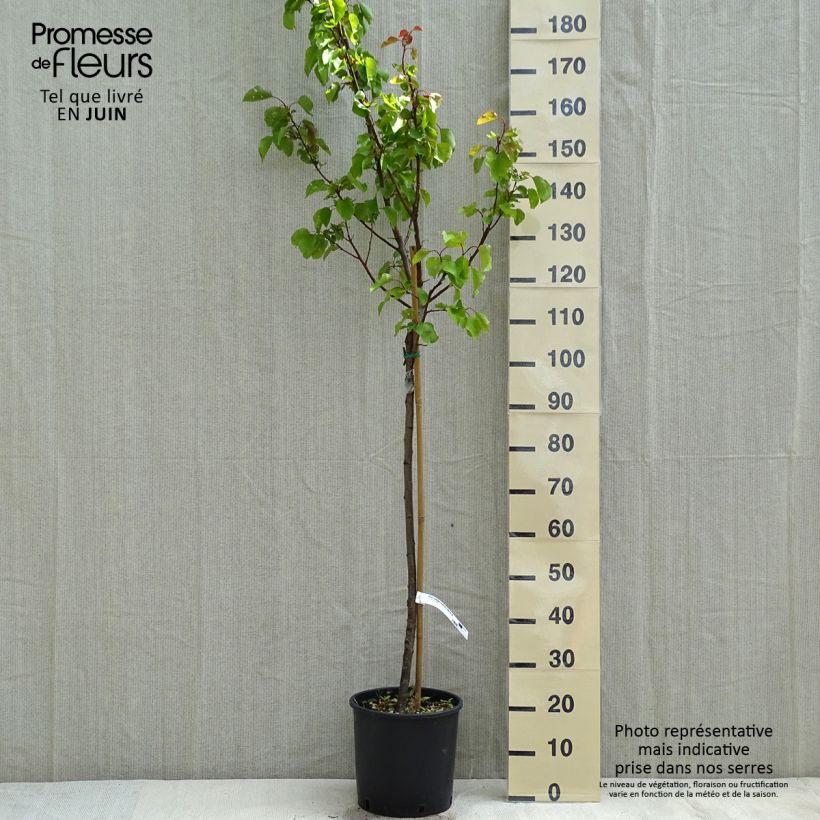 Prunus armeniaca Tardif de Tain Apricot Tree 7.5L/10L pot, Half standard sample as delivered in spring
