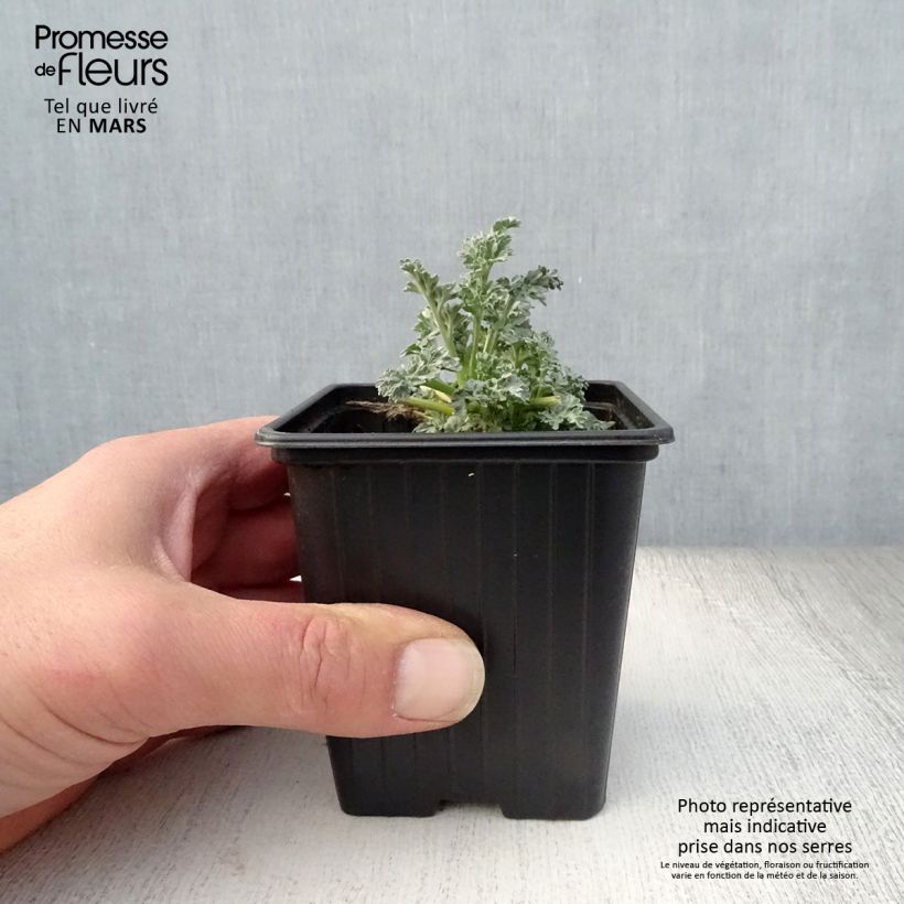 Organic Common Wormwood - Artemisia absinthium 7/8 cm pot sample as delivered in spring