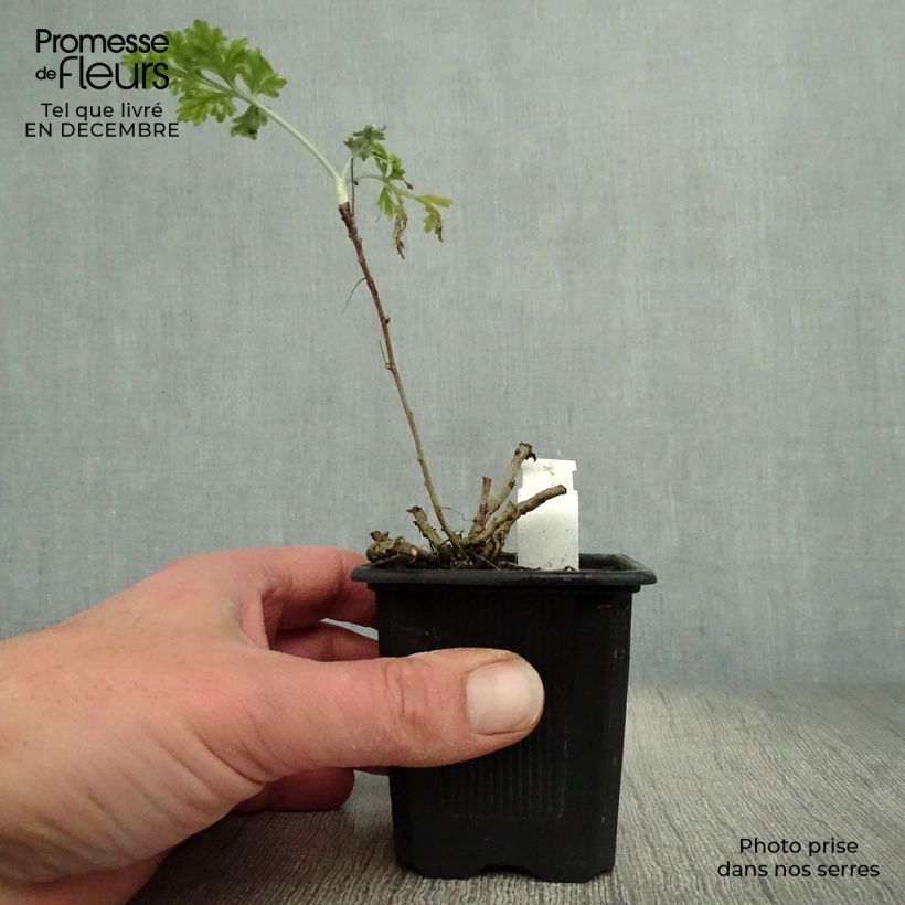 Common Wormwood - Artemisia absinthium 8/9 cm pot sample as delivered in winter