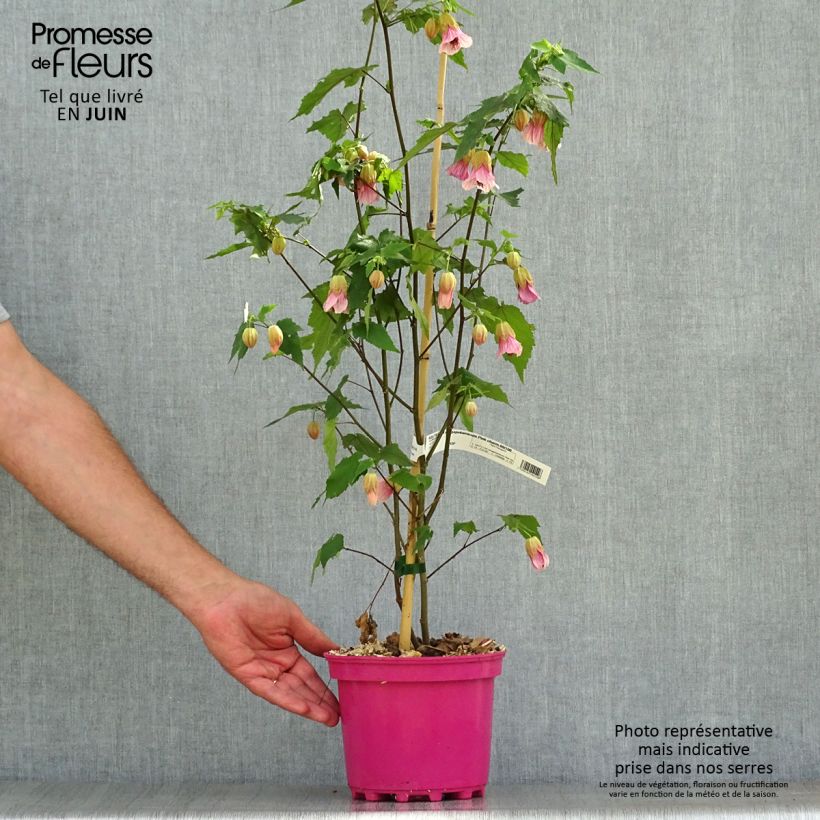 Abutilon x megapotamicum Pink Charm 3L/4L pot sample as delivered in summer