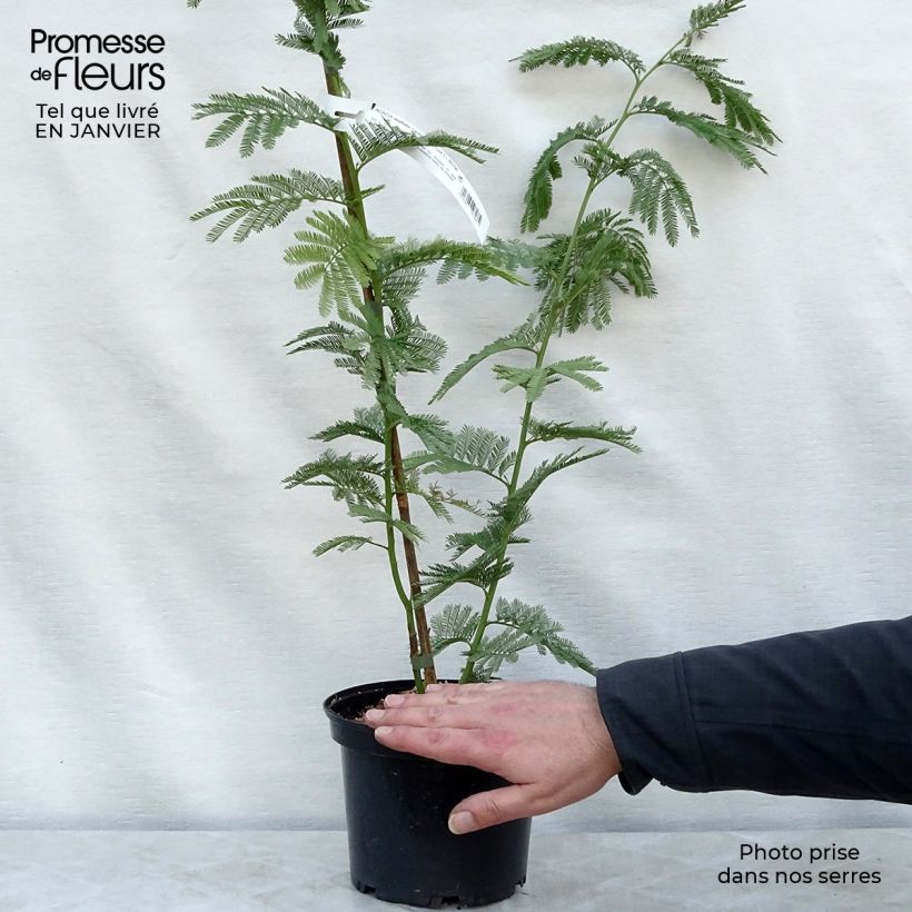 Acacia dealbata Gaulois Astier 2L/3L pot sample as delivered in winter