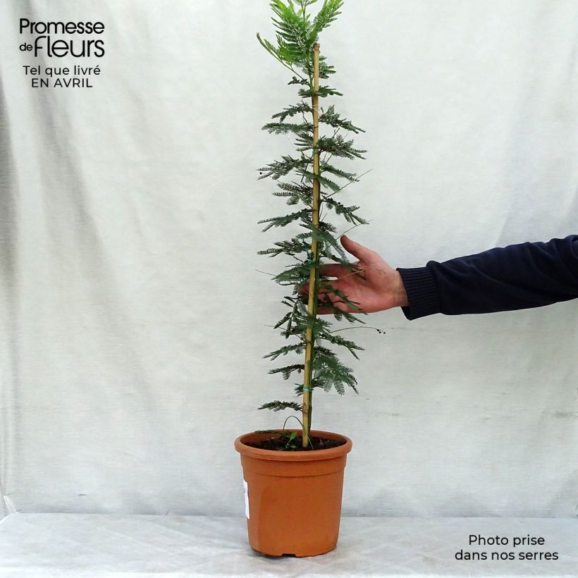 Acacia dealbata Gaulois Astier 2L/3L pot sample as delivered in spring