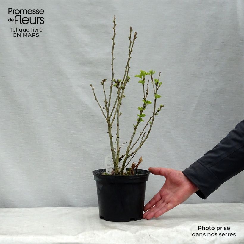 Caragana arborescens 2L/3L pot sample as delivered in spring