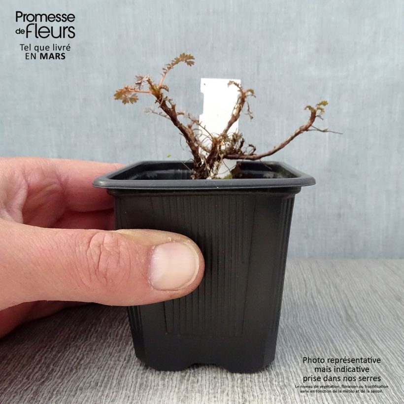 Acaena saccaticupula Blue Haze 8/9 cm pot sample as delivered in spring