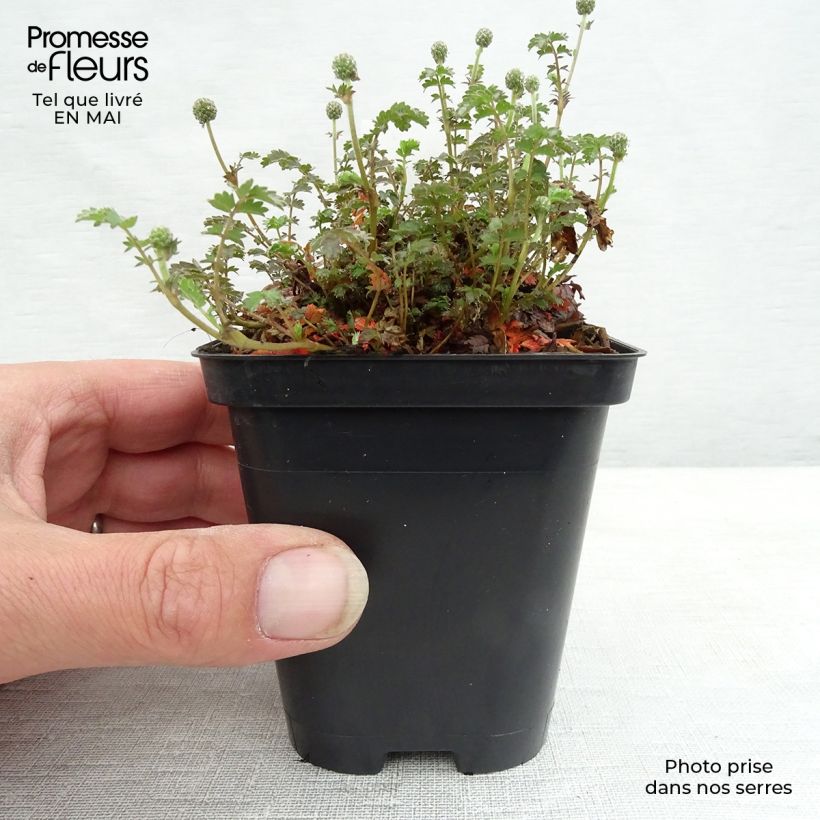 Acaena inermis Purpurea 8/9 cm pot sample as delivered in spring
