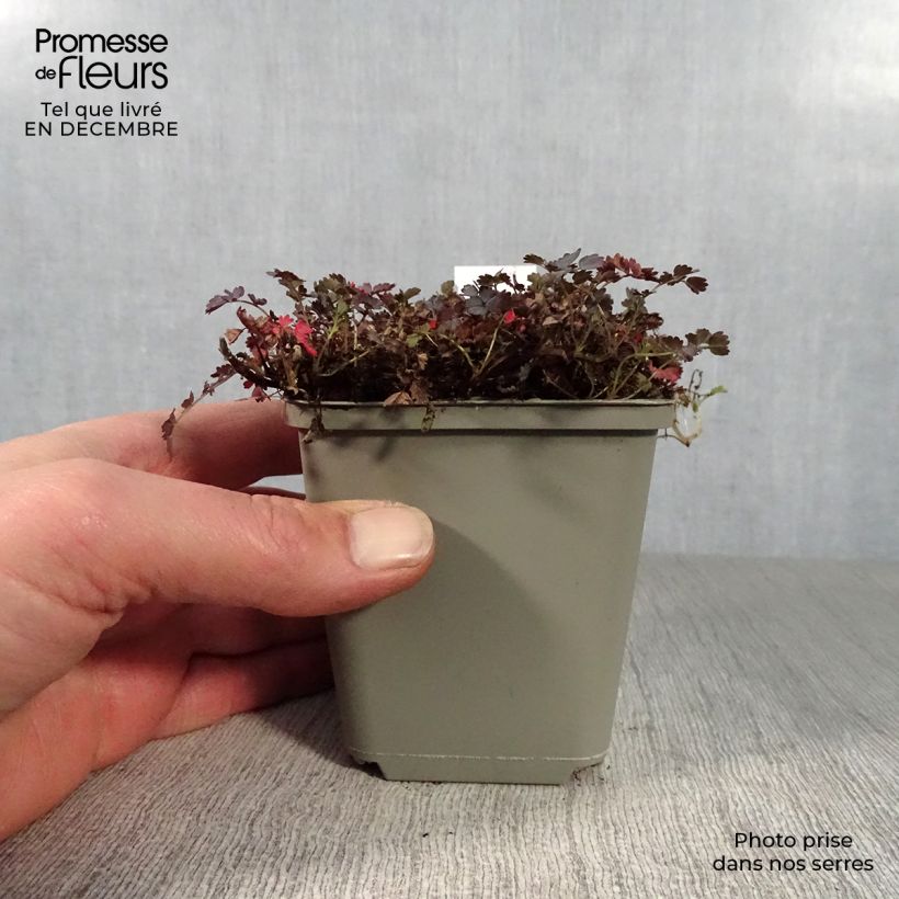 Acaena inermis Purpurea 8/9 cm pot sample as delivered in winter