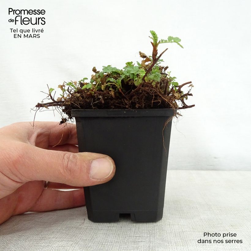Acaena magellanica 8/9 cm pot sample as delivered in spring