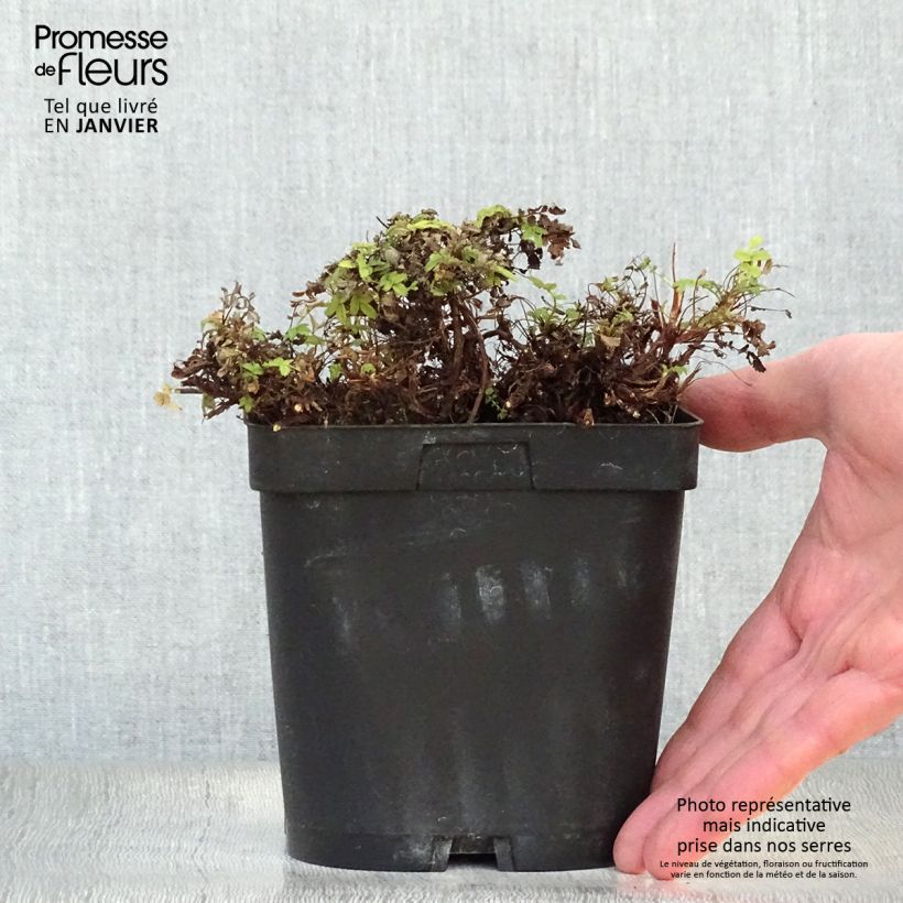 Acaena magellanica 2L/3L pot sample as delivered in winter