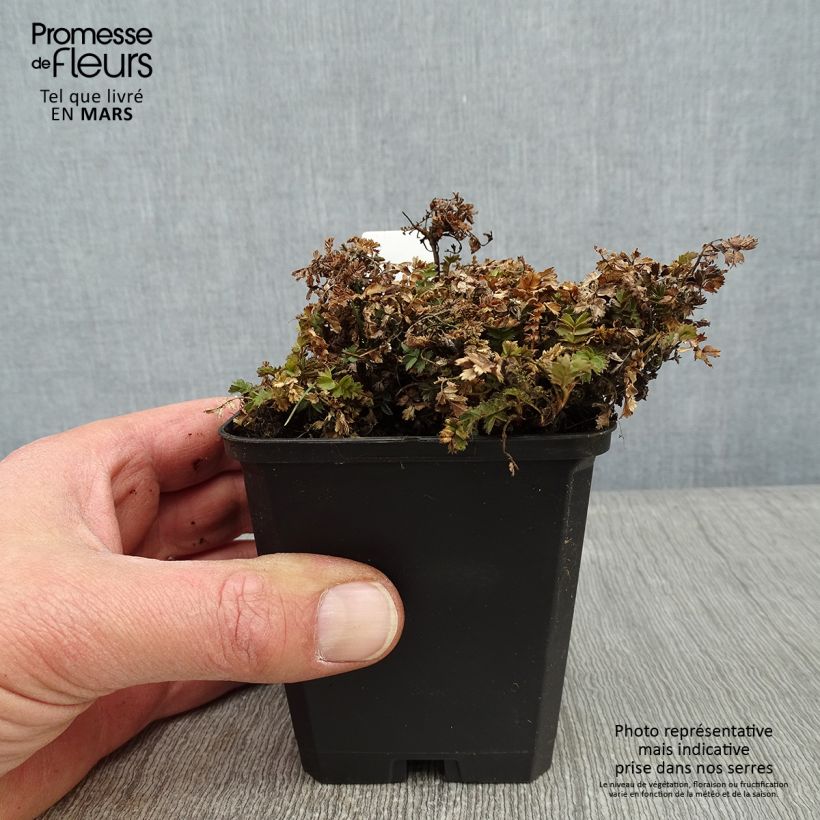 Acaena microphylla Dichte Matte 8/9 cm pot sample as delivered in winter
