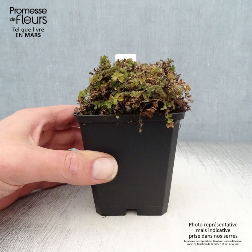 Acaena microphylla Dichte Matte 8/9 cm pot sample as delivered in spring