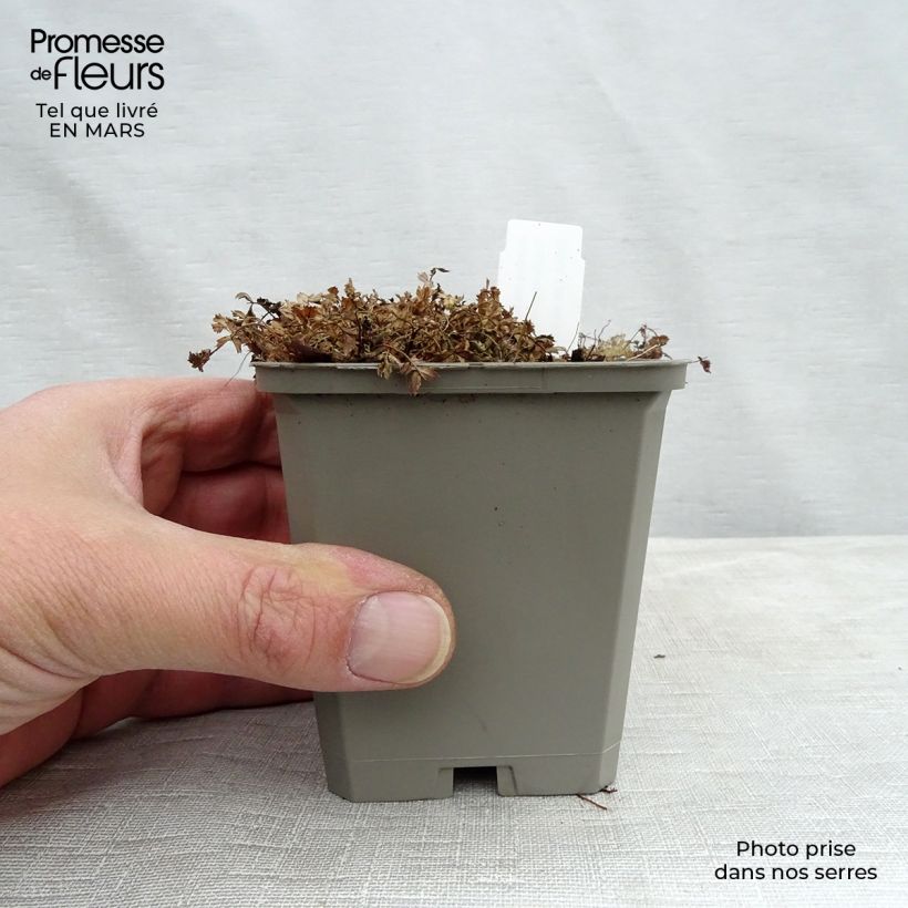 Acaena microphylla Kupferteppich 8/9 cm pot sample as delivered in winter