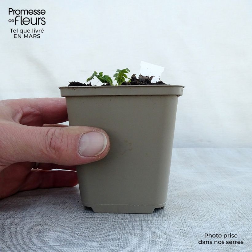 Acanthus hungaricus White Lips - Bear's Breech 8/9 cm pot sample as delivered in spring