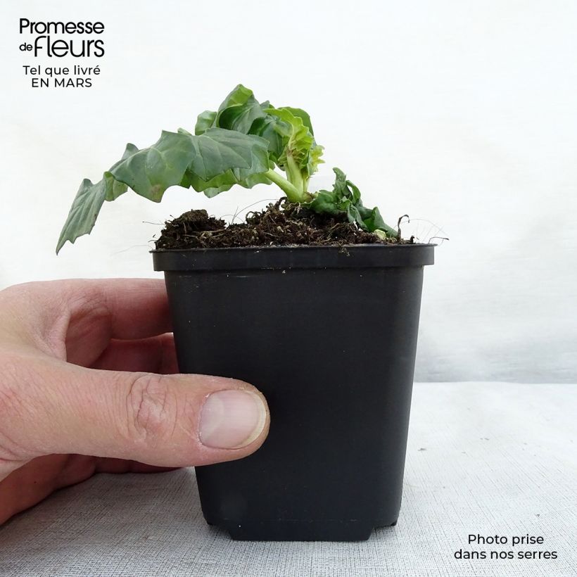 Acanthus Morning Candle - Bear's Breech 8/9 cm pot sample as delivered in spring