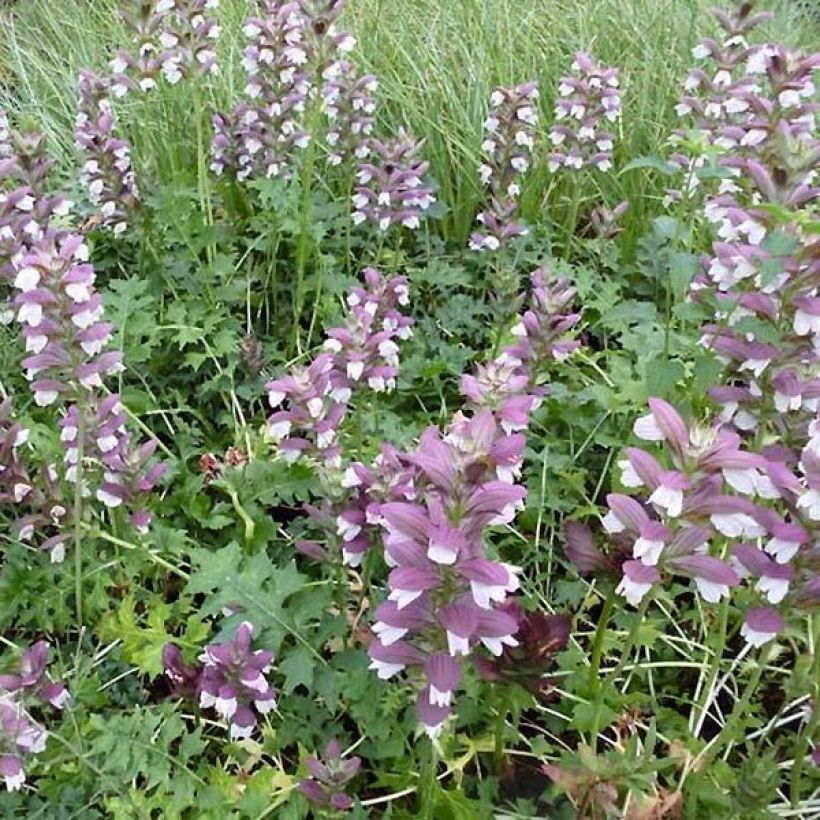 Acanthus Morning Candle - Bear's Breech (Plant habit)