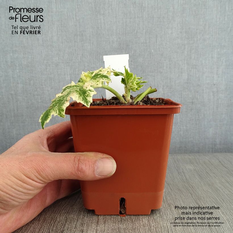 Acanthus mollis Whitewater - Bear's Breech 1L/1.5L pot sample as delivered in winter