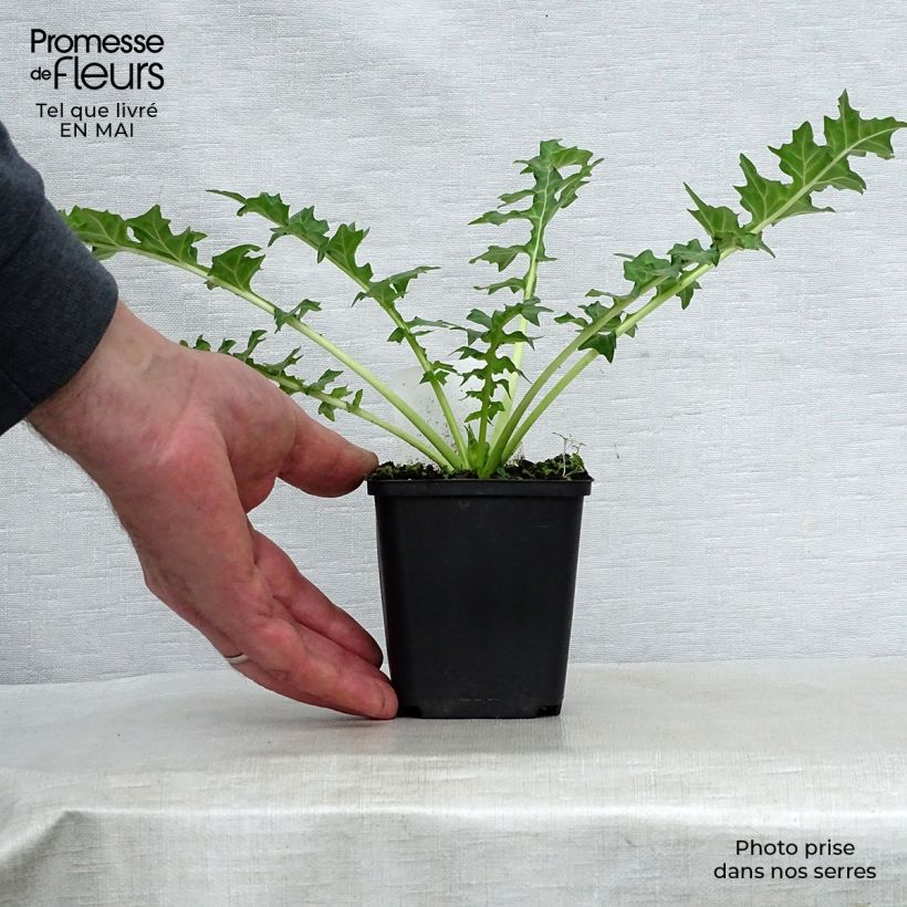 Acanthus hungaricus 8/9 cm pot sample as delivered in spring