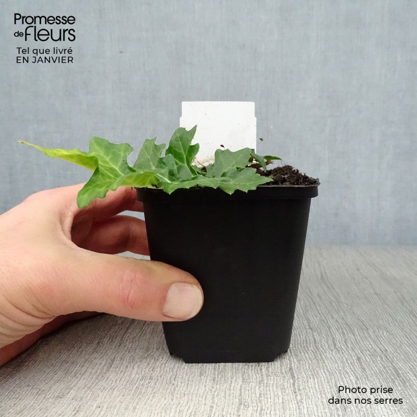 Acanthus hungaricus 8/9 cm pot sample as delivered in winter