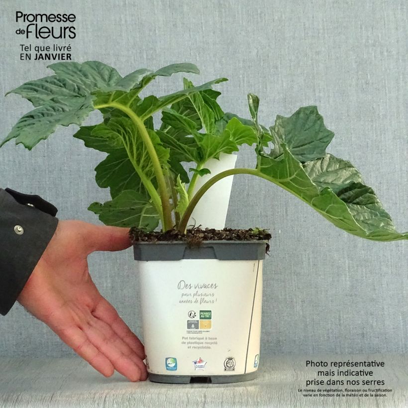 Acanthus mollis - Bear's Breech 2L/3L pot sample as delivered in winter
