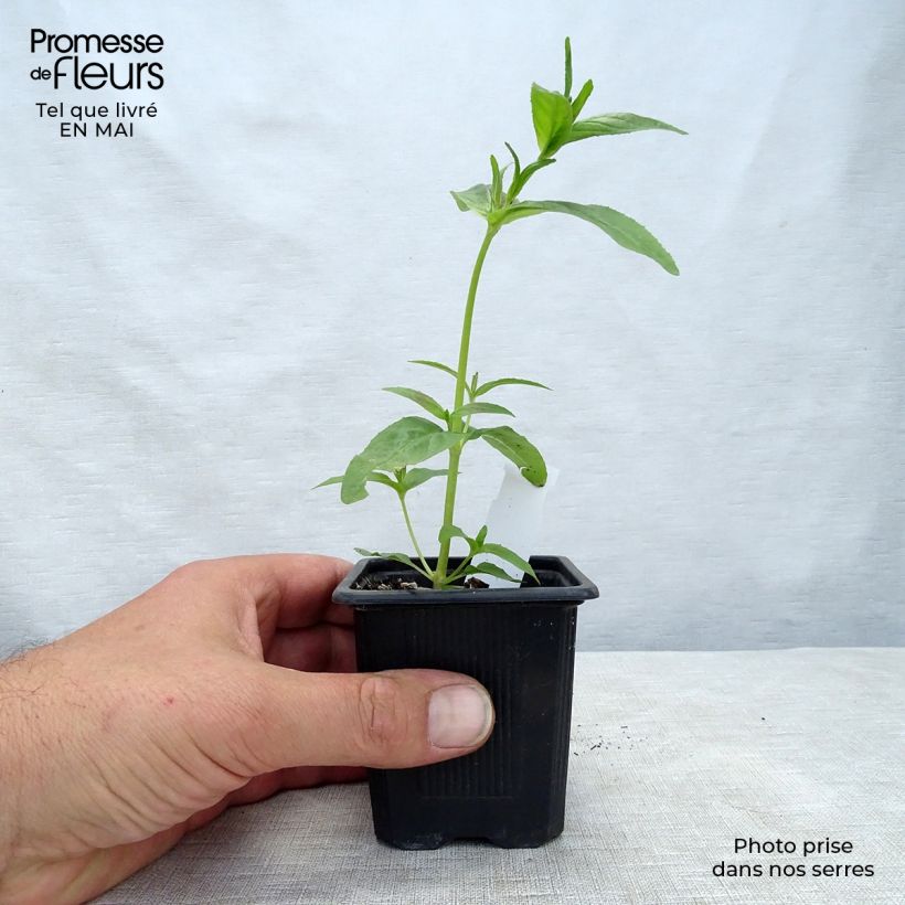 Acanthus mollis - Bear's Breech 7/8 cm pot sample as delivered in spring