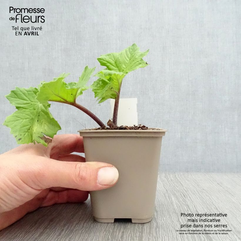 Acanthus mollis Hollards Gold - Bear's Breech 8/9 cm pot sample as delivered in spring