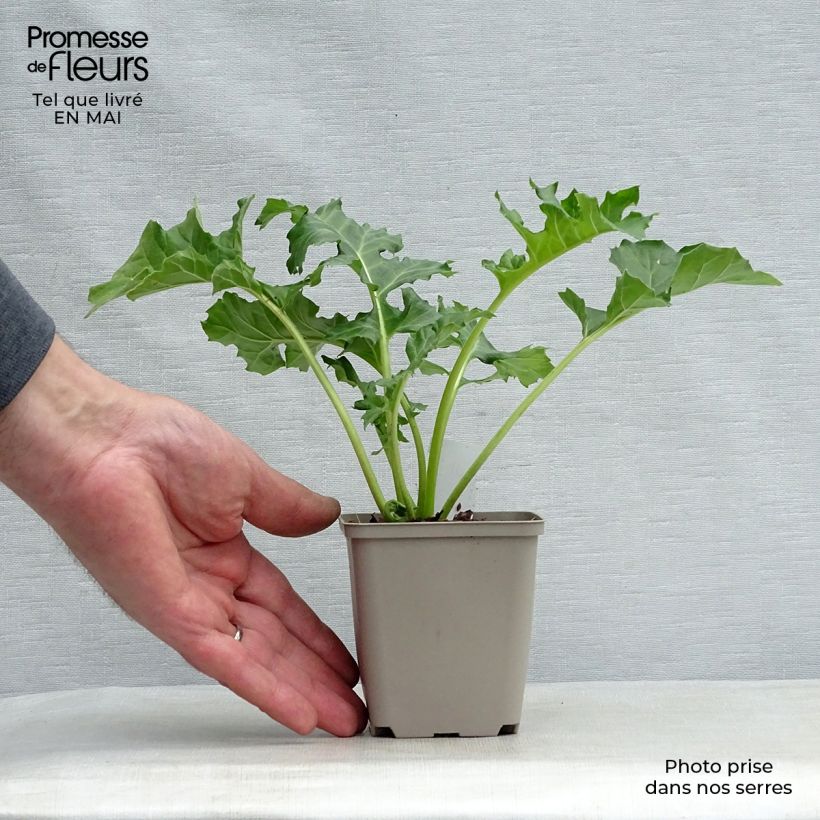 Acanthus mollis Rue Ledan - Bear's Breech 8/9 cm pot sample as delivered in spring