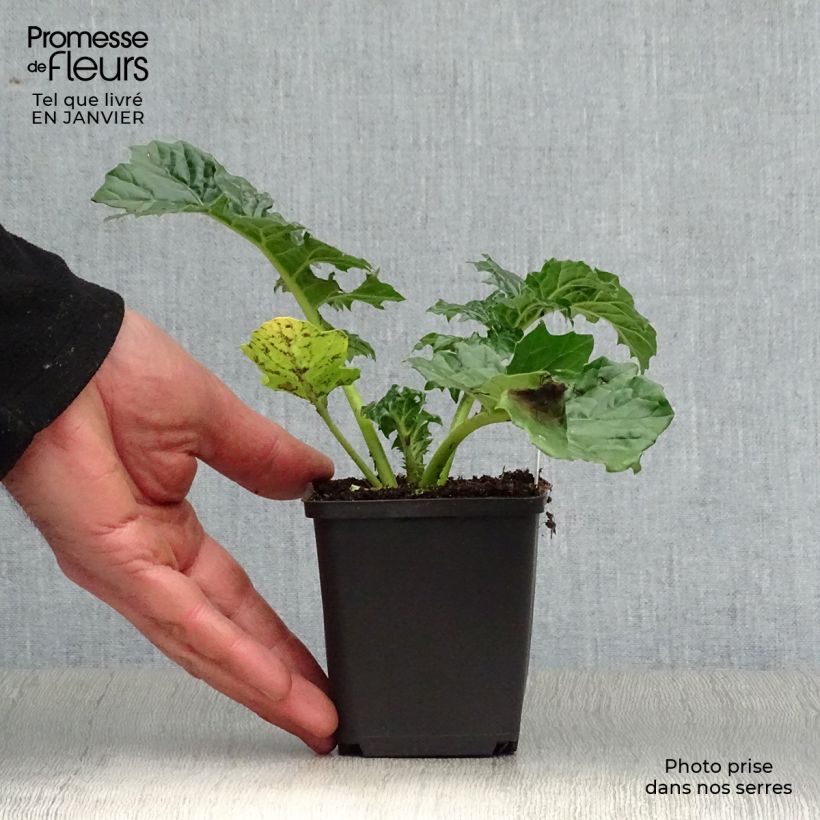 Acanthus mollis Rue Ledan - Bear's Breech 8/9 cm pot sample as delivered in winter