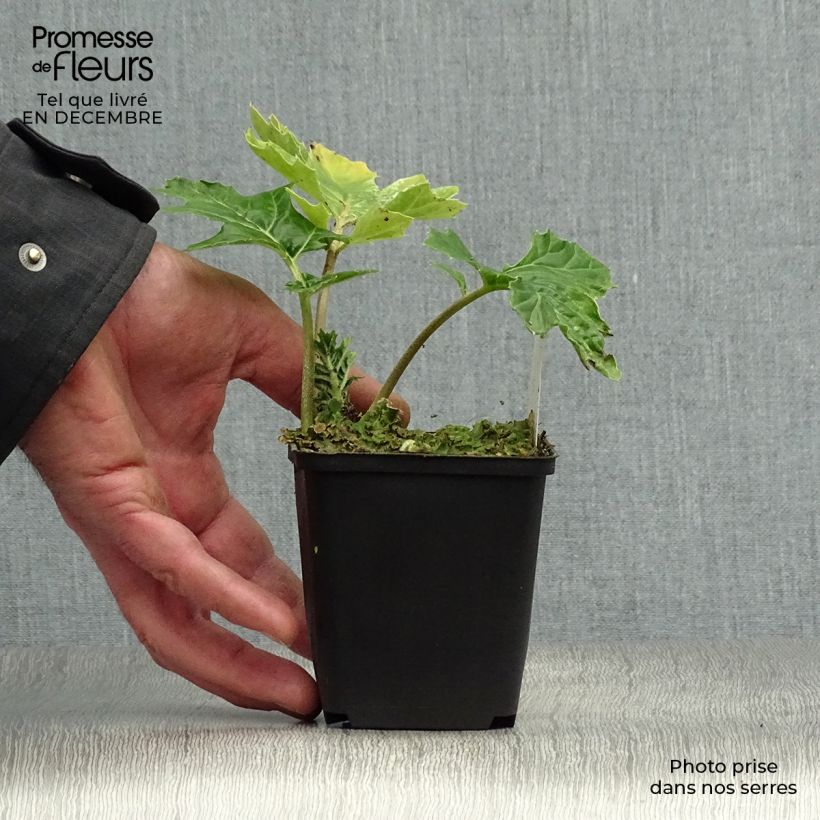 Acanthus mollis Tasmanian Angel - Bear's Breech 8/9 cm pot sample as delivered in winter