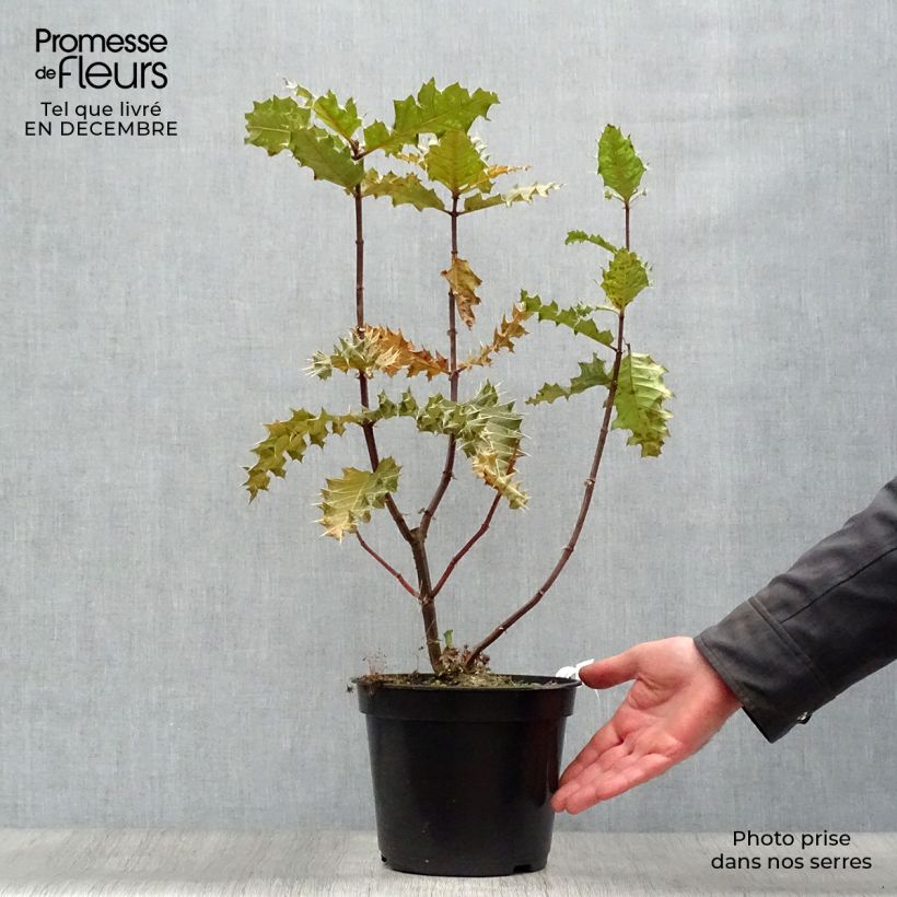 Acanthus sennii 4L/5L pot sample as delivered in winter